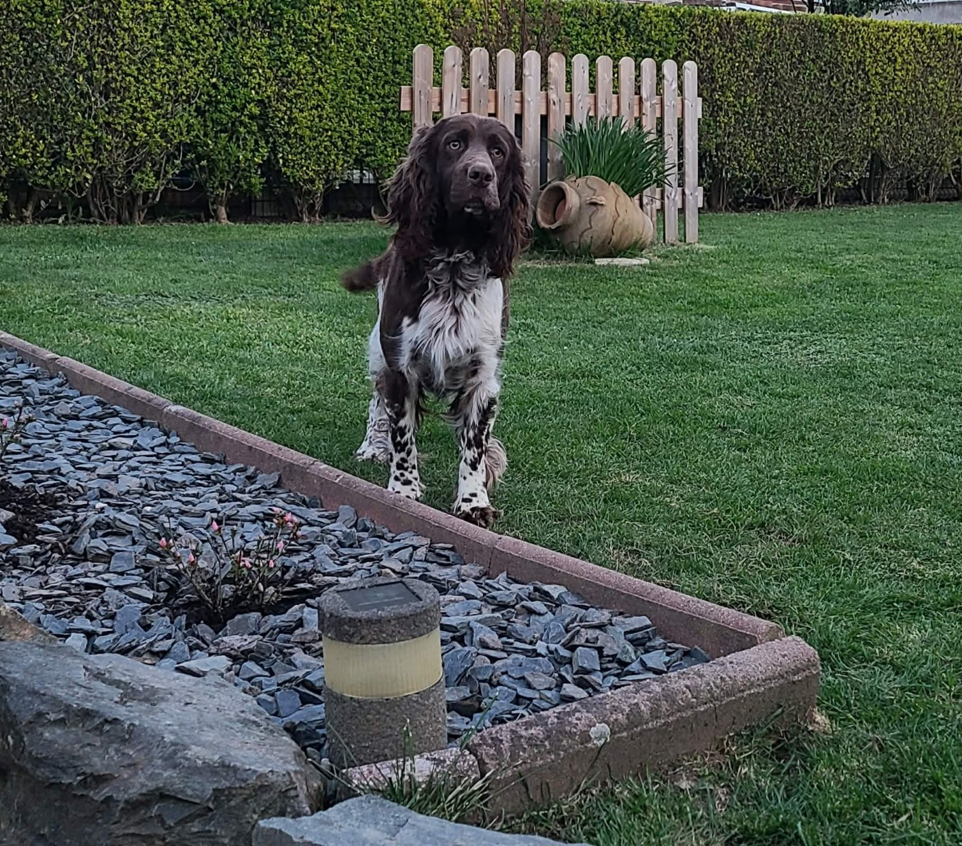 TR. CH. Ul'tra speed Des Contrees Du Mont Salin