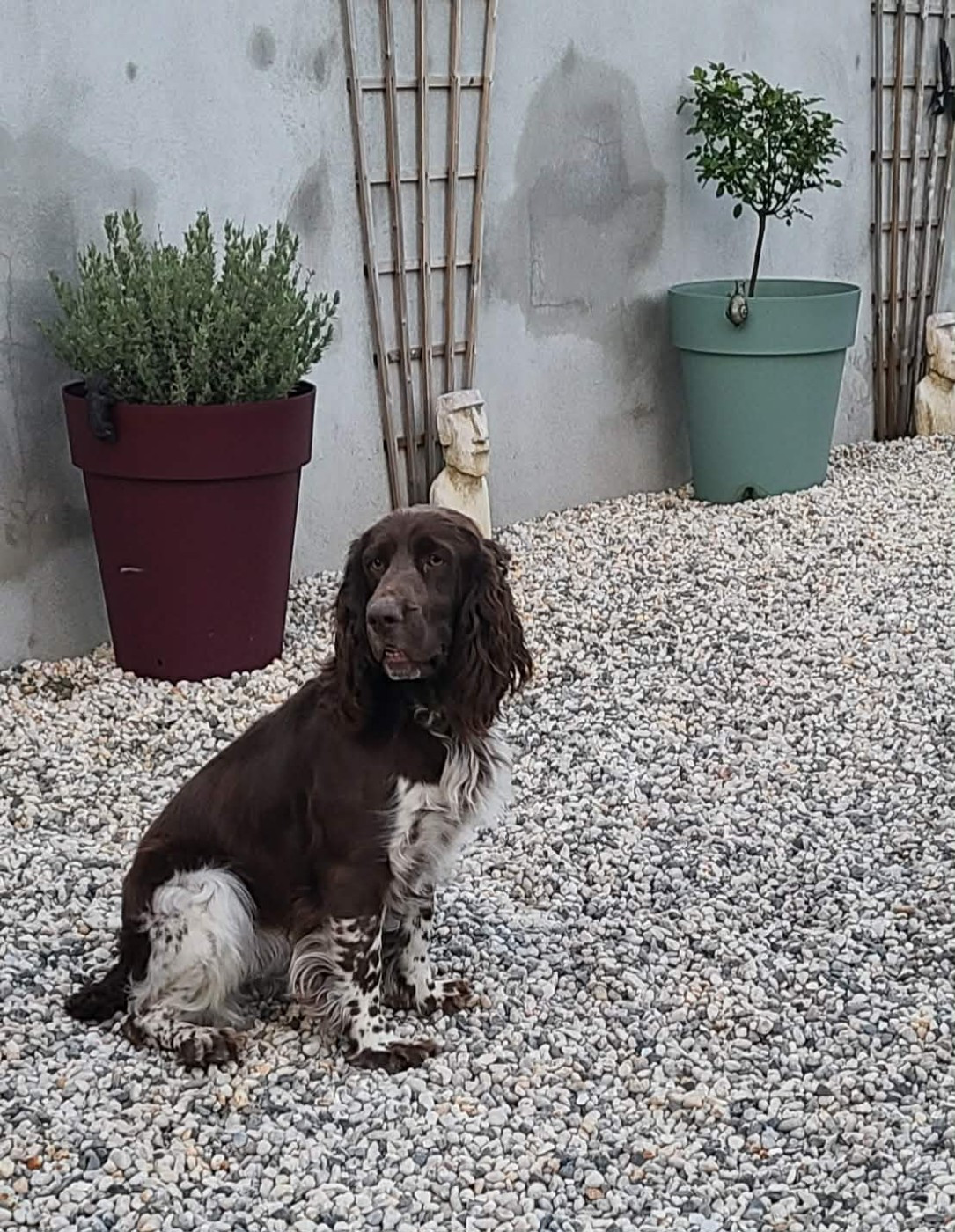 TR. CH. Ul'tra speed Des Contrees Du Mont Salin