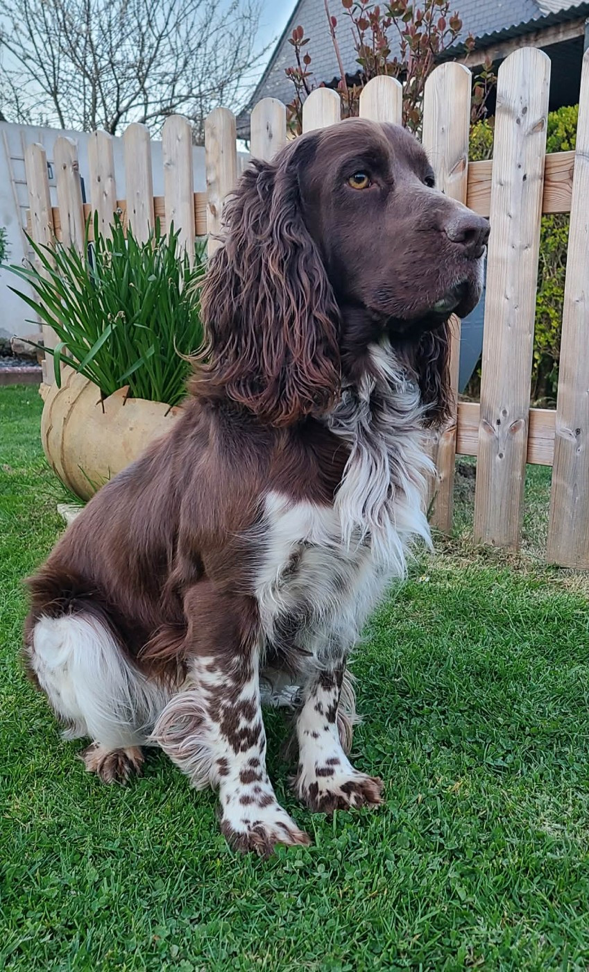 TR. CH. Ul'tra speed Des Contrees Du Mont Salin