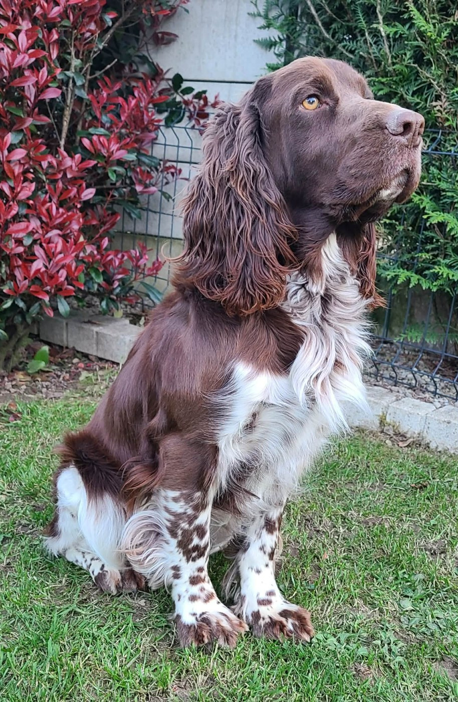 TR. CH. Ul'tra speed Des Contrees Du Mont Salin