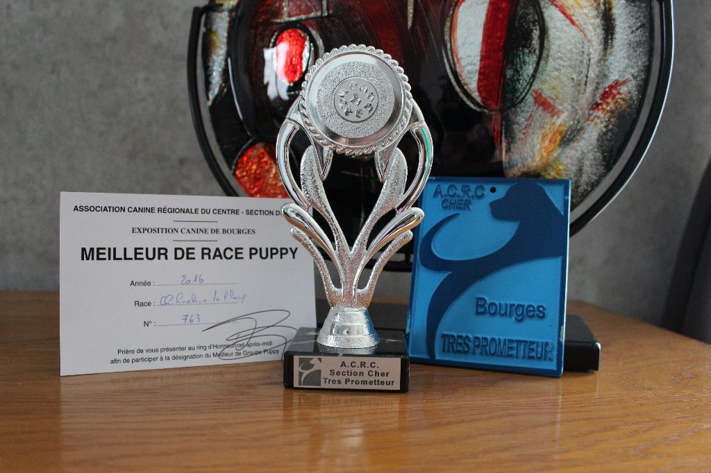 Louna Des Dunes De Keremma - Meilleur de Race Puppy
