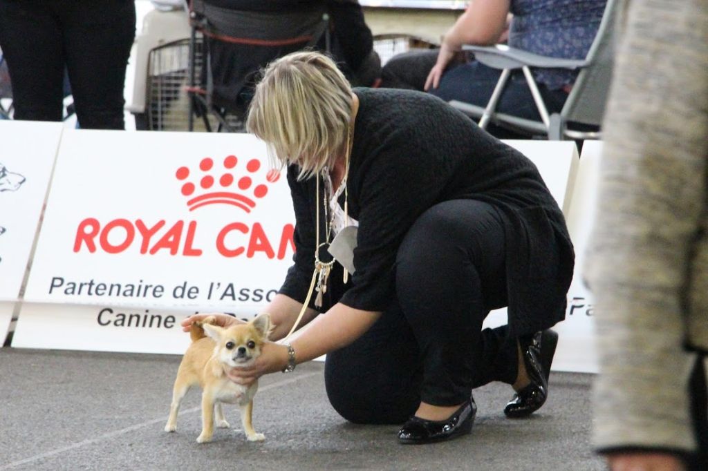 Nessie forever de Torranswald - PROMETTEUR classe BABY femelle