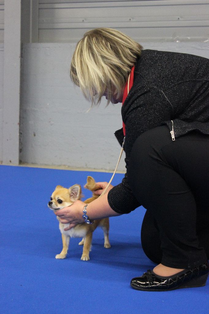 Nessie forever de Torranswald - PROMETTEUR classe PUPPY femelle