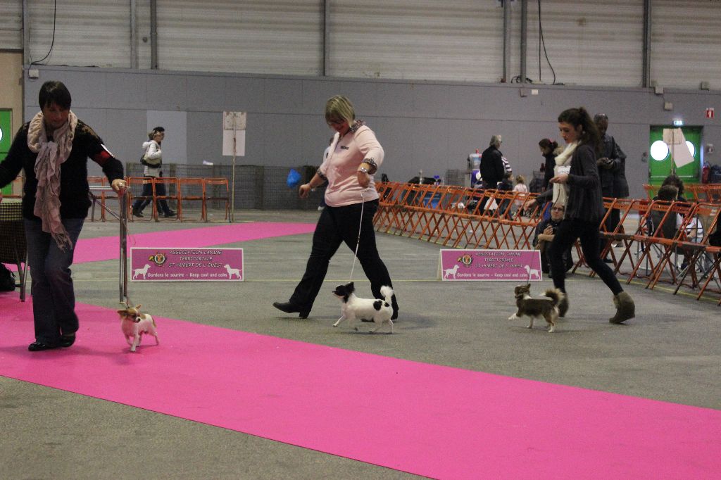 Louna Des Dunes De Keremma - Très Prometteur Classe Puppy