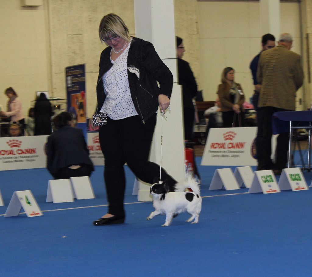 Louna Des Dunes De Keremma - Excellent non classé Classe ouverte Femelle