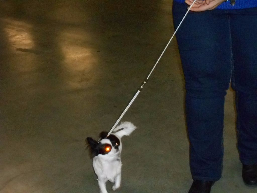 Louna Des Dunes De Keremma - Prometteur Classe Baby