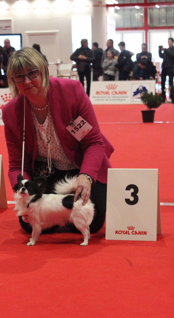 Louna Des Dunes De Keremma - 3 ème Excellent sur 7 classe Ouverte Femelle