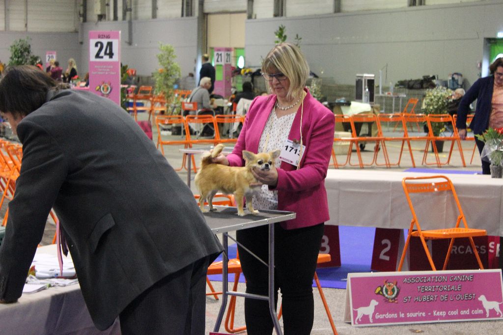 Nessie forever de Torranswald - PROMETTEUR classe PUPPY femelle