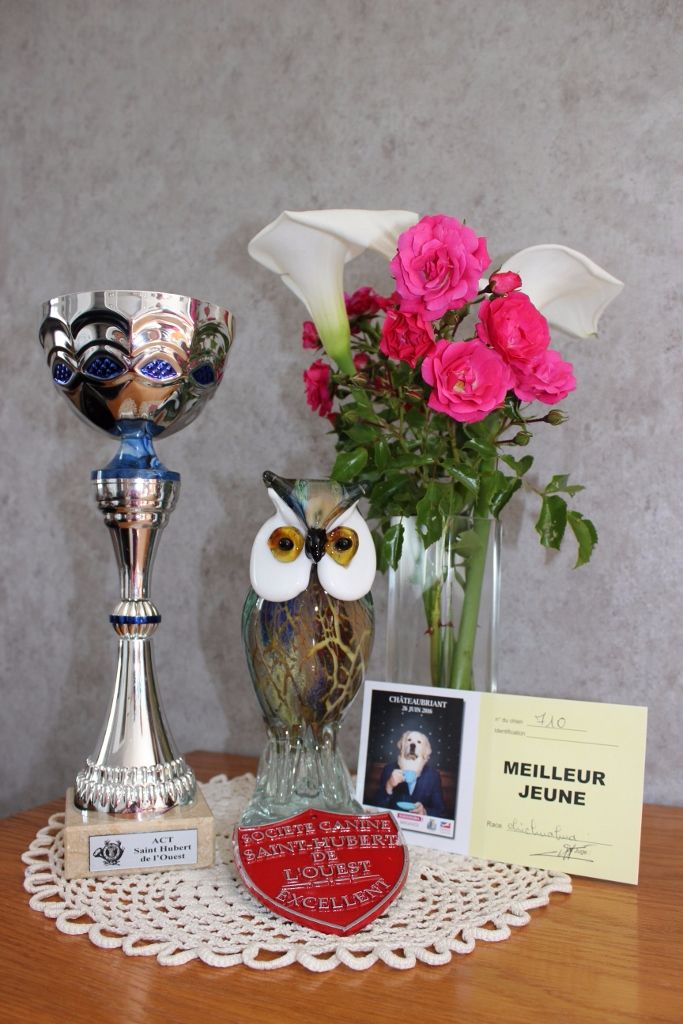 Louna Des Dunes De Keremma - Meilleur de Race Jeune