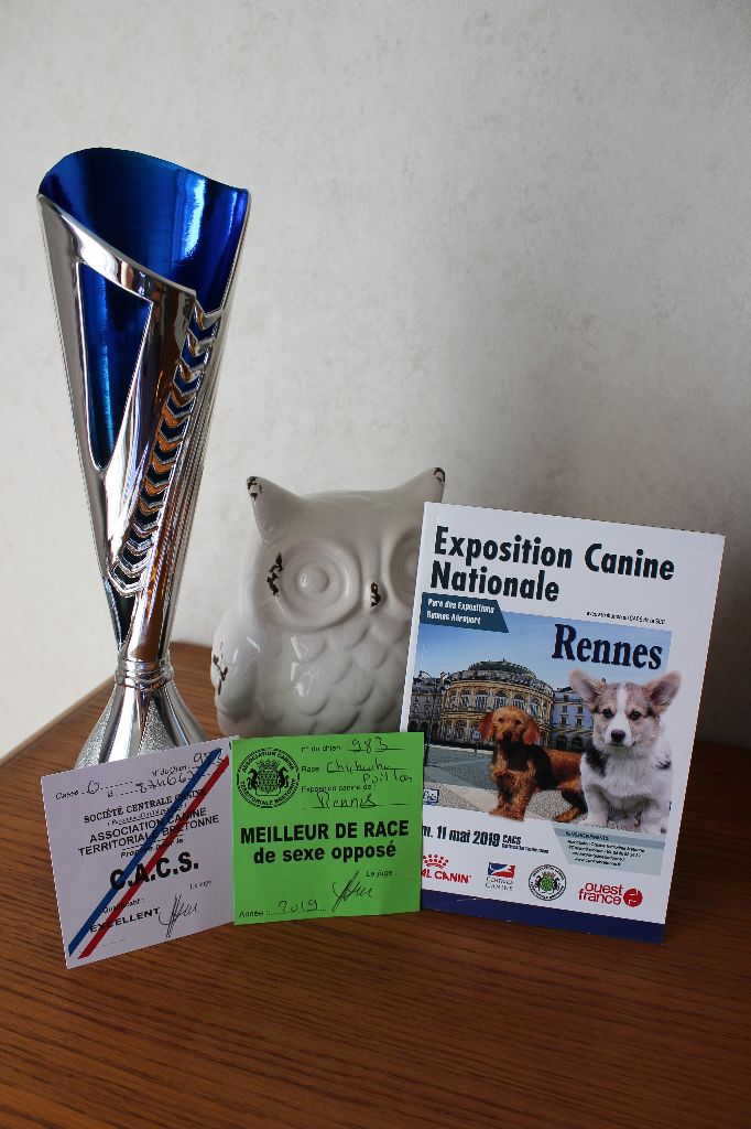 Louna Des Dunes De Keremma - C.A.C.S et Meilleur De Sexe Opposé Classe Ouverte Femelle