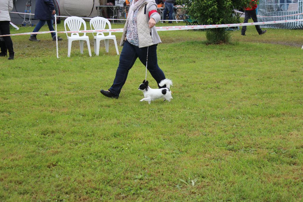Louna Des Dunes De Keremma - 3 ème Très Bon Classe jeune