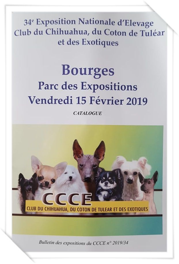 Louna Des Dunes De Keremma - Excellent non classé Classe ouverte Femelle