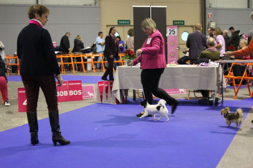 Louna Des Dunes De Keremma - 3 ème Excellent sur 7 classe Ouverte Femelle