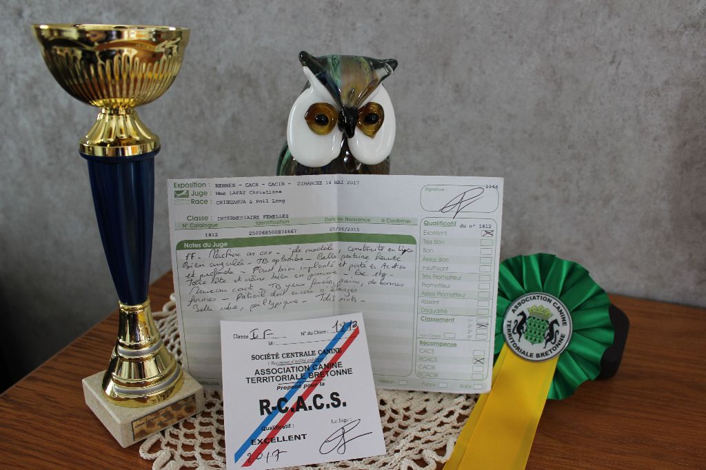 Louna Des Dunes De Keremma - 2e Excellent et R.C.A.C.S classe intermédiaire