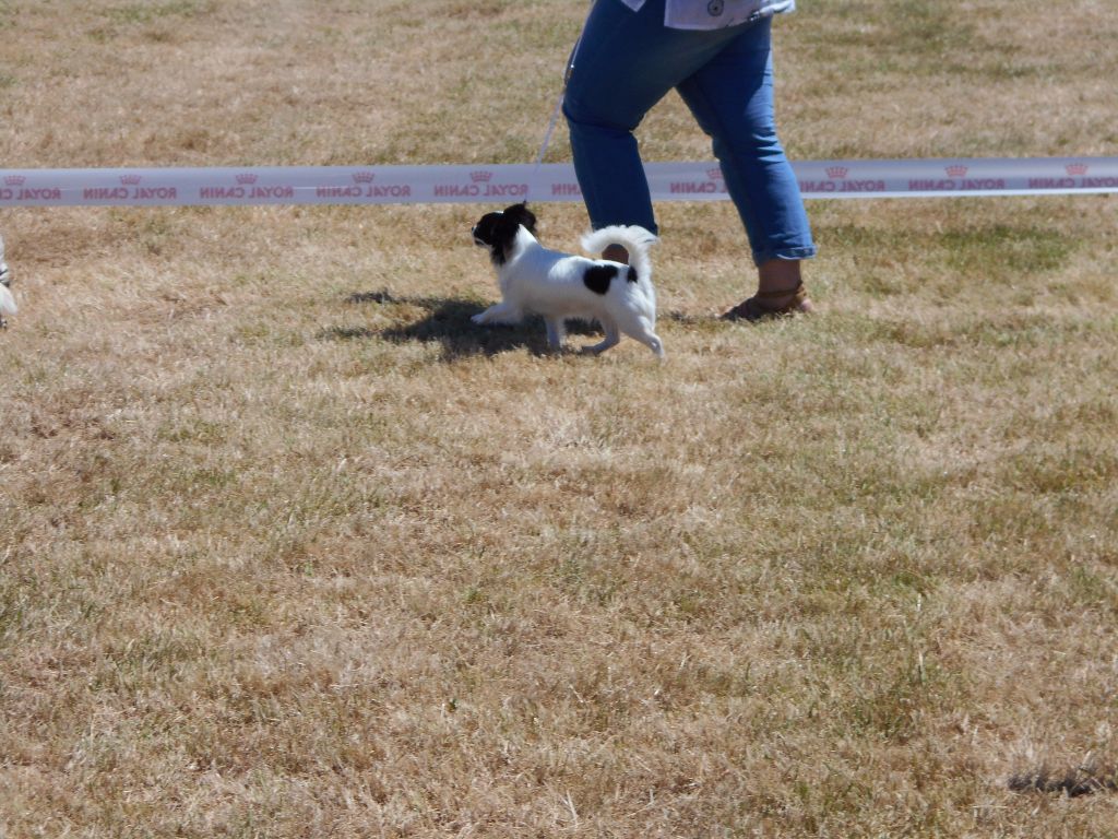 Louna Des Dunes De Keremma - 2e Excellent classe jeune