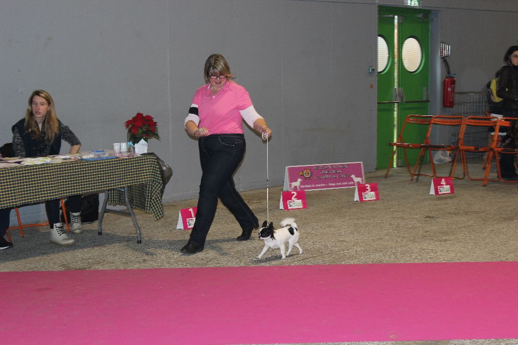 Louna Des Dunes De Keremma - Très Prometteur Classe Puppy
