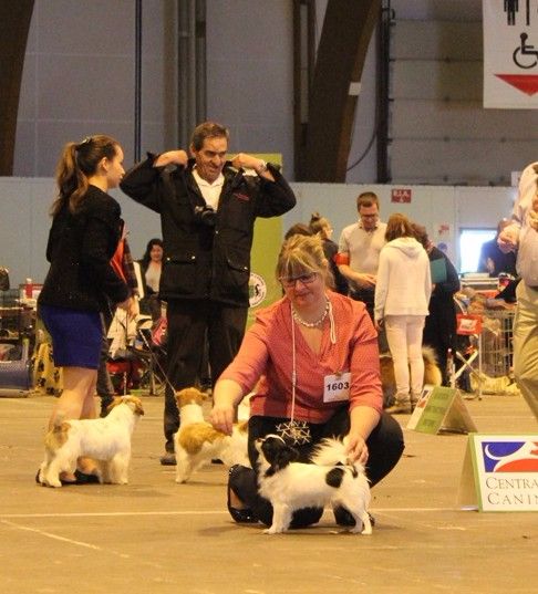 Louna Des Dunes De Keremma - 2e EXCELLENT RCACS - RCACIB Classe Ouverte Femelle