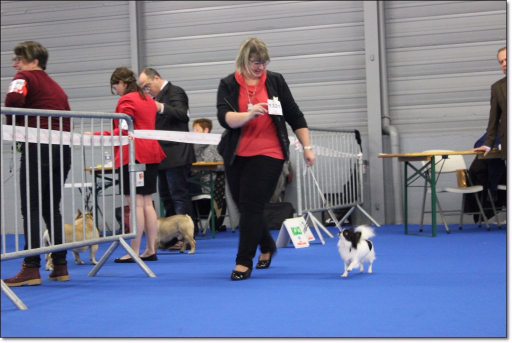 Louna Des Dunes De Keremma - Très Bon Classe Ouverte Femelle
