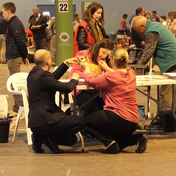 Nessie forever de Torranswald - TRES BON Classe Jeune Femelle