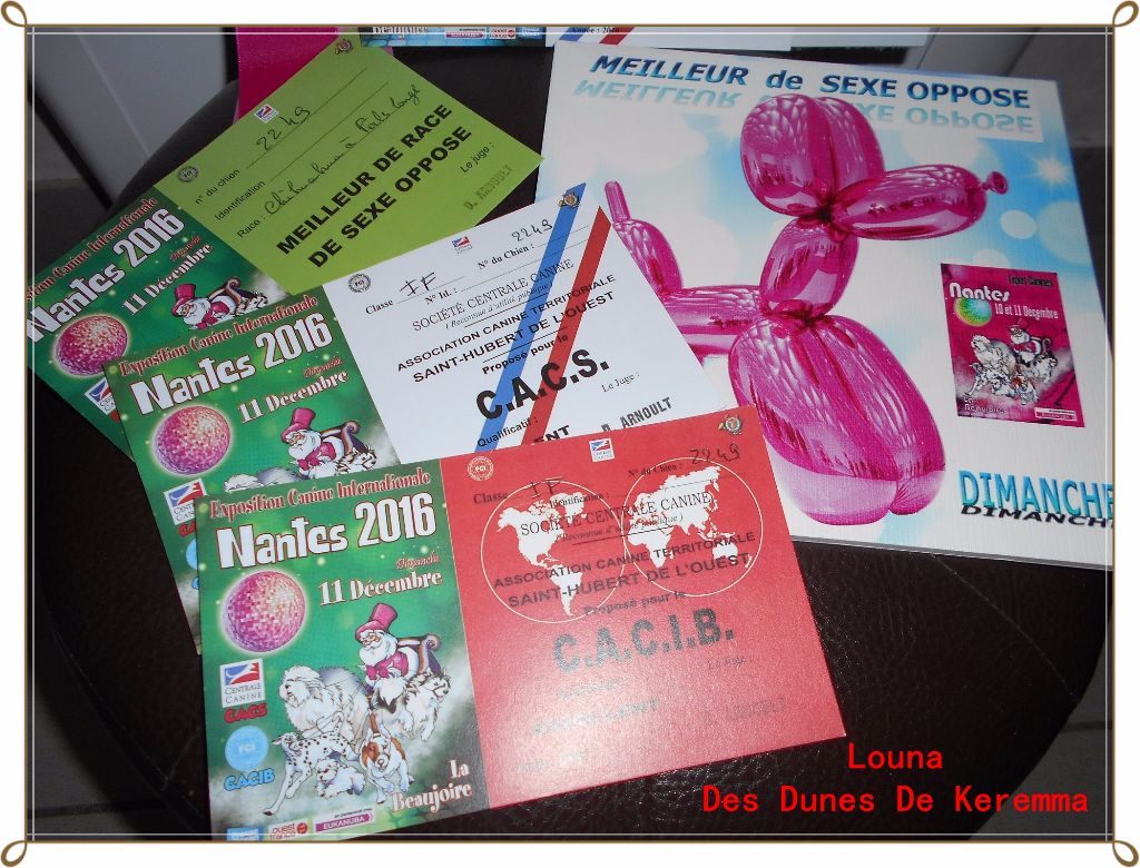 Louna Des Dunes De Keremma - C.A.C.S / C.A.C.I.B et Meilleur de Sexe Opposé Classe Intermédiaire