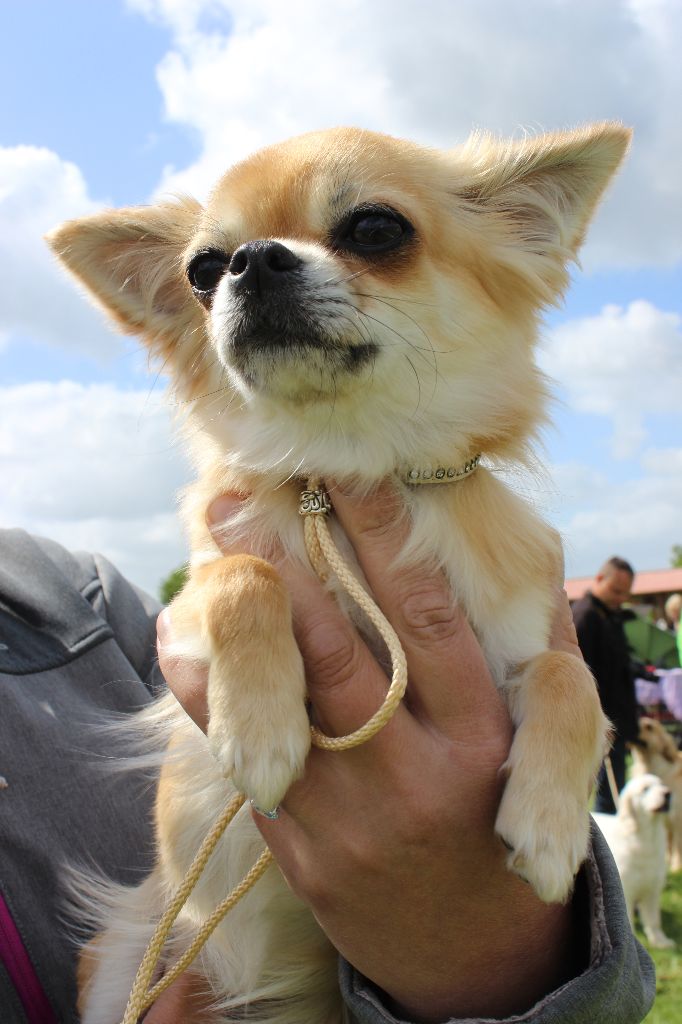 Nessie forever de Torranswald - 1er EXCELLENT MEILLEUR JEUNE