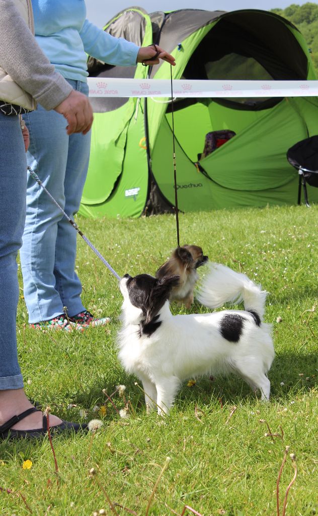 Louna Des Dunes De Keremma - C.A.C.S et Meilleur De Sexe Opposé Classe Ouverte Femelle