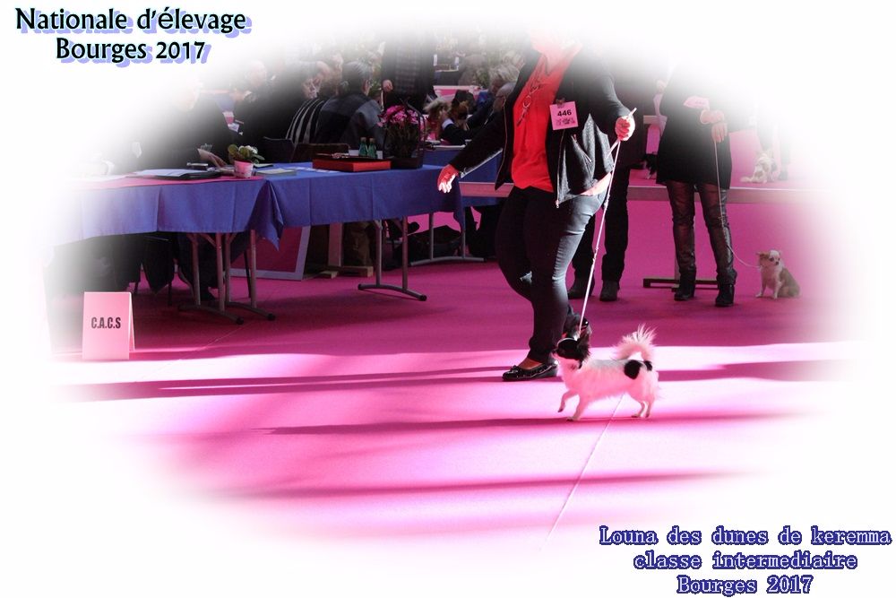 Louna Des Dunes De Keremma - Excellent Classe Intermédiaire