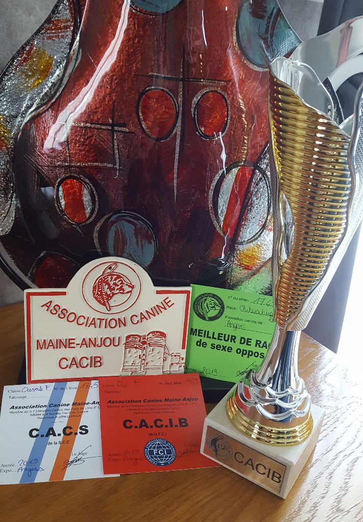 Louna Des Dunes De Keremma - 1er excellent sur 3 et c.a.c.i.b / meilleur de sexe opposée