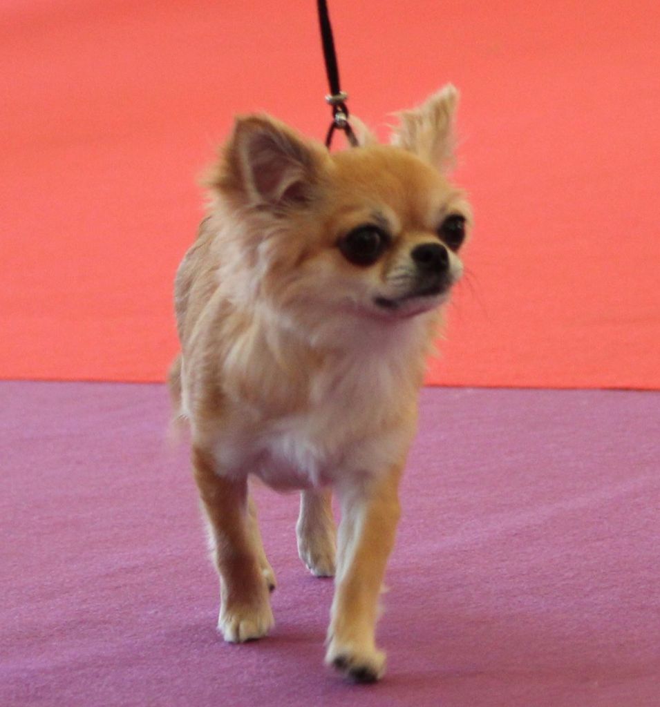 Nessie forever de Torranswald - 3 ème Excellent sur 6 classe Jeune Femelle