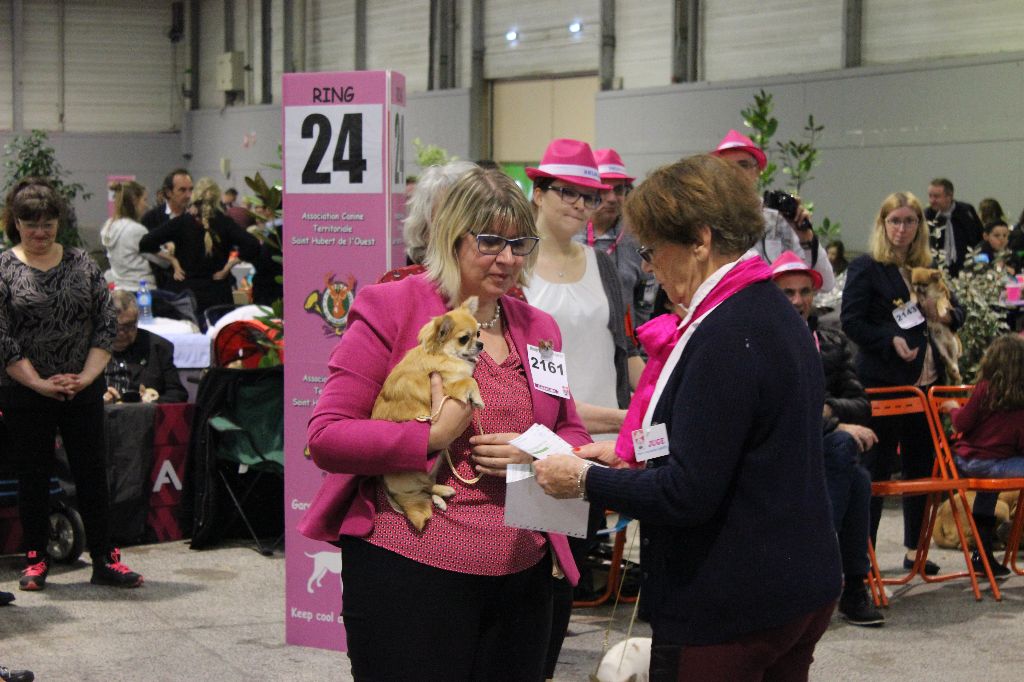 Nessie forever de Torranswald - PROMETTEUR classe PUPPY femelle