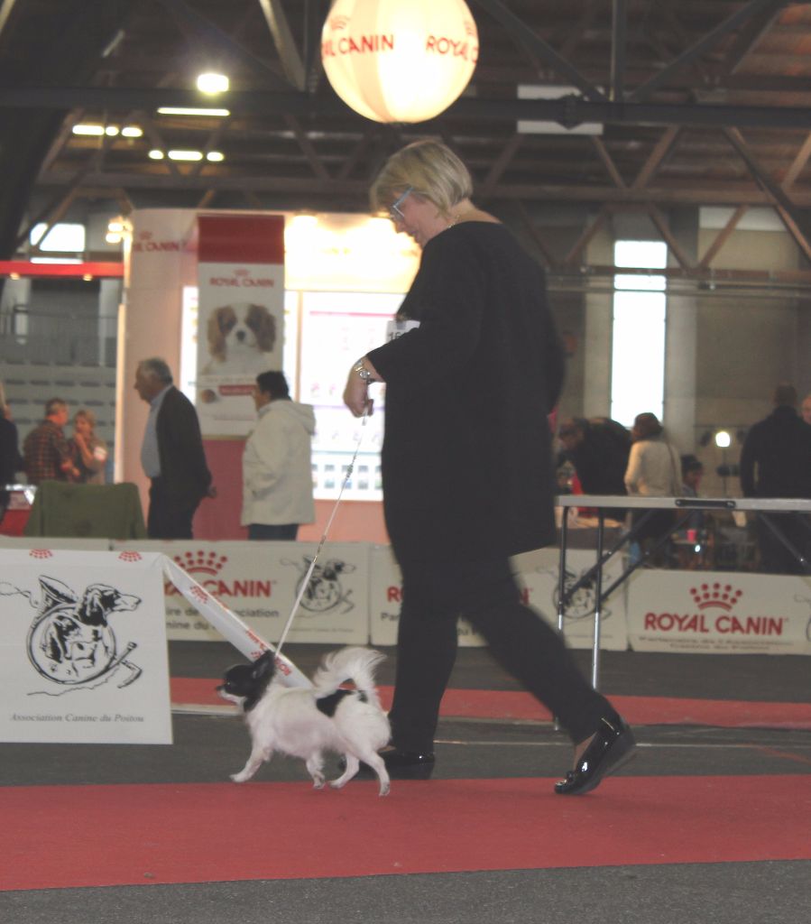 Louna Des Dunes De Keremma - 3 ème Excellent sur 6 classe Ouverte Femelle