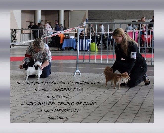 Louna Des Dunes De Keremma - 1er excellent classe Jeune