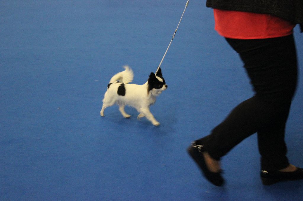 Louna Des Dunes De Keremma - 1er excellent classe Intermediaire