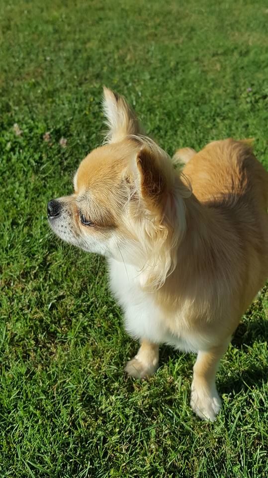 Nessie forever de Torranswald - 2e TRÉS BON Classe Jeune Femelle