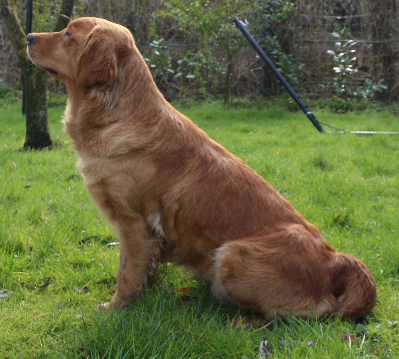 Sallie du vieux tilleul de Boistillet