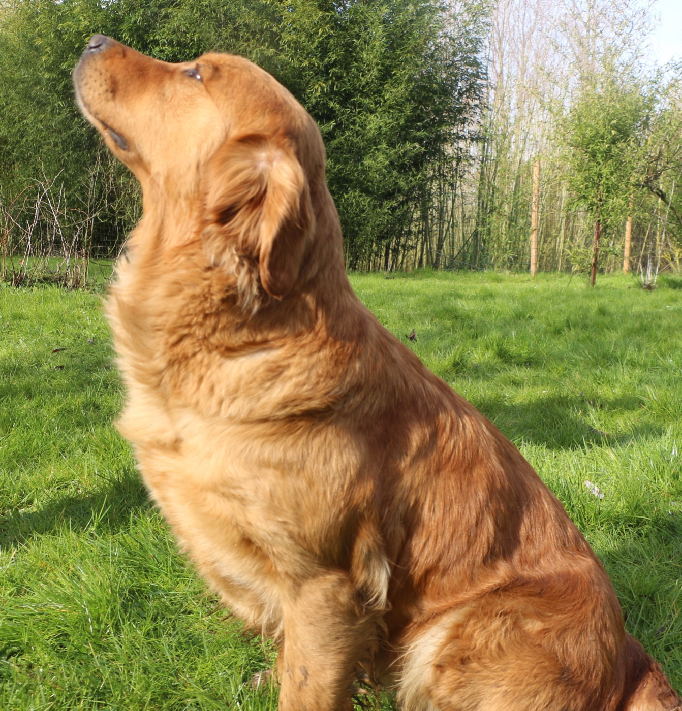 Sallie du vieux tilleul de Boistillet