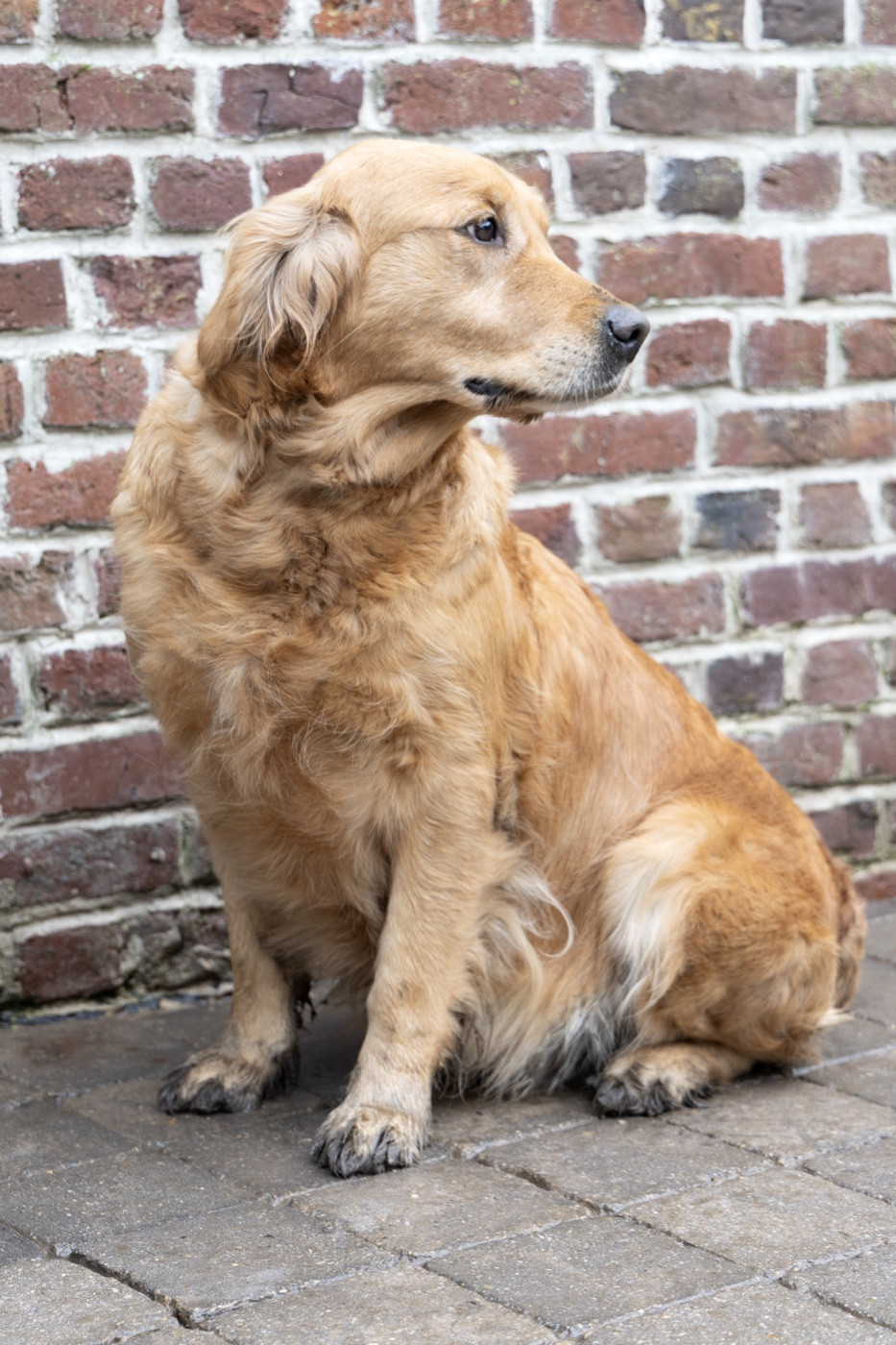 Sallie du vieux tilleul de Boistillet