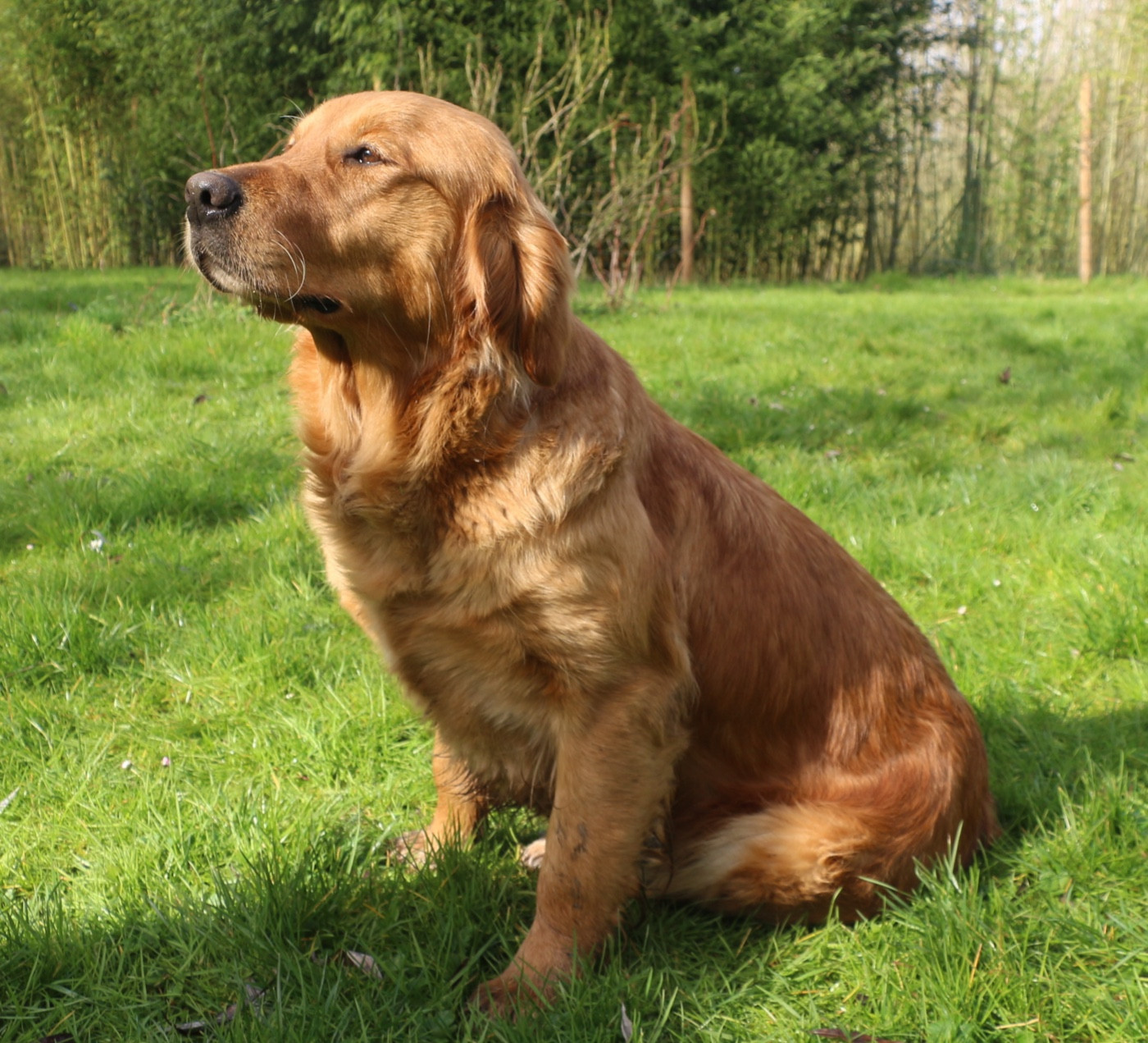 Sallie du vieux tilleul de Boistillet