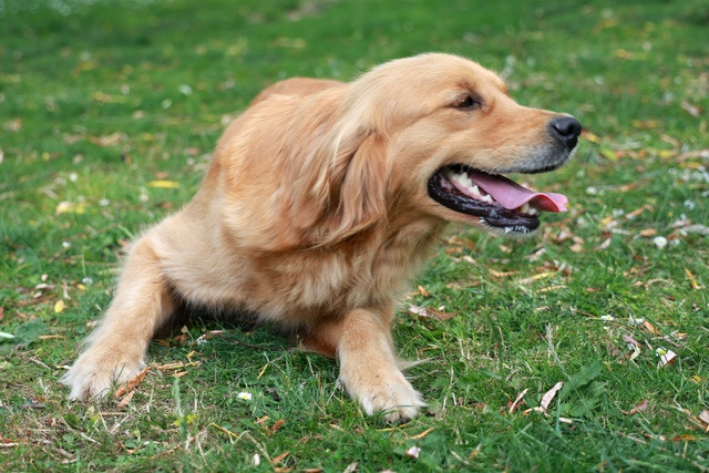 SALOMÉ des Loups de la Gorgere