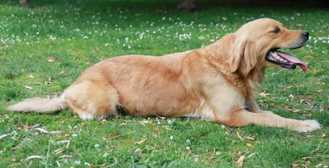 SALOMÉ des Loups de la Gorgere