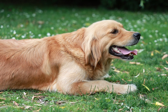 SALOMÉ des Loups de la Gorgere