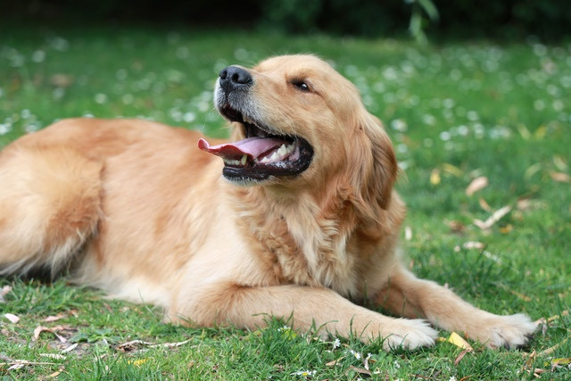 SALOMÉ des Loups de la Gorgere