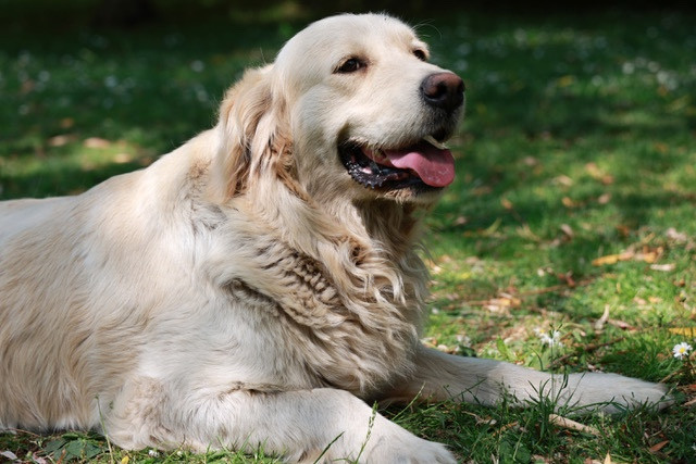 Publication : Du Domaine De Loumatpau