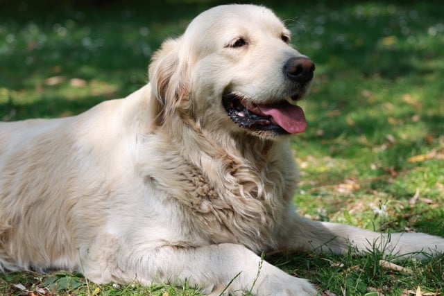 Publication : Du Domaine De Loumatpau