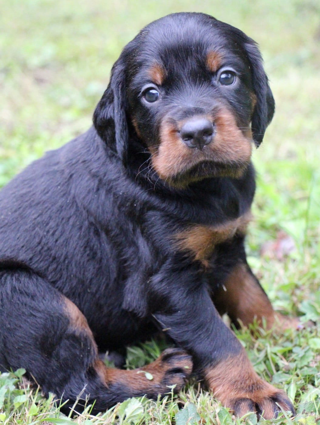 Chiot N°1 - Setter Gordon