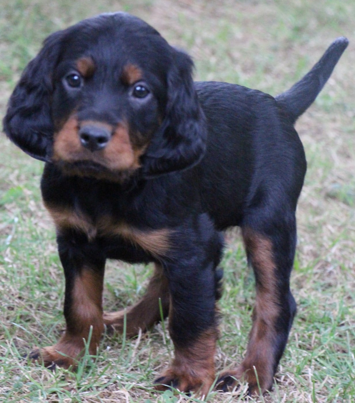 Chiot N°3 - Setter Gordon