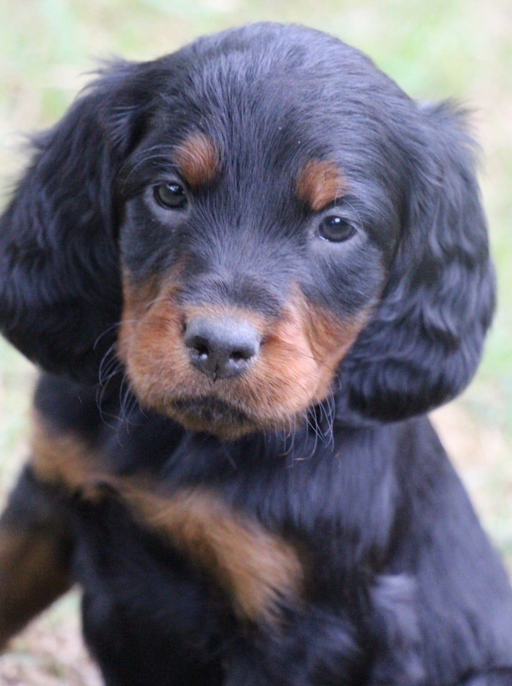 Chiot N°5 - Setter Gordon