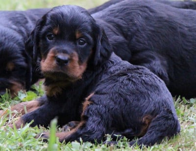 Les chiots de Setter Gordon