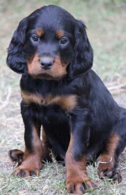 Les chiots de Setter Gordon