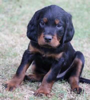Les chiots de Setter Gordon
